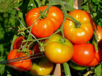 Organic Country Tomato