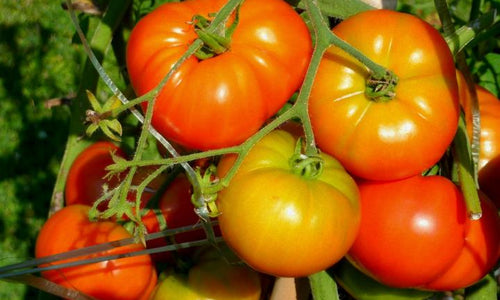 Organic Country Tomato