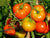 Organic Country Tomato-Offer