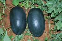 Organic Watermelon Kiran Big
