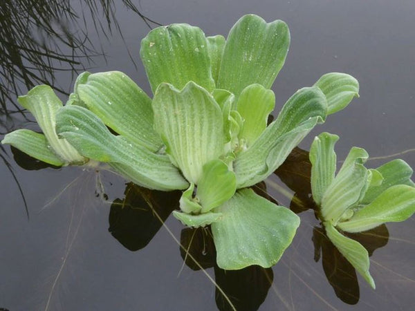 Dwarf Water Lettuce (Pistia Stratiotes)