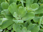 Dwarf Water Lettuce (Pistia Stratiotes)