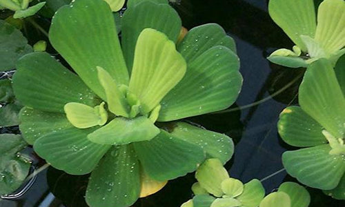 Dwarf Water Lettuce (Pistia Stratiotes)