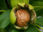 Organic Walnut Shelled