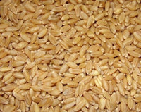 Organic Premium Wheat