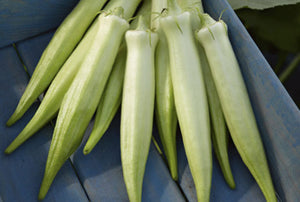 Organic Okra / Bhendi (Silver Queen)