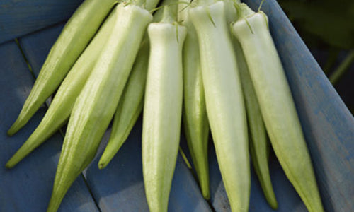 Organic Okra / Bhendi (Silver Queen)