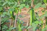 Organic Winged Beans