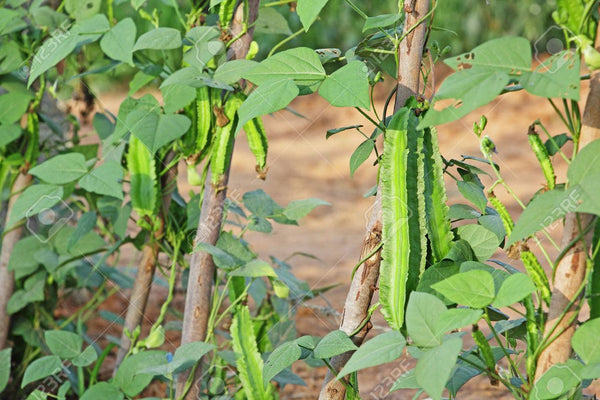 Organic Winged Beans