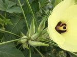 Organic Okra / Bhendi (Silver Queen)