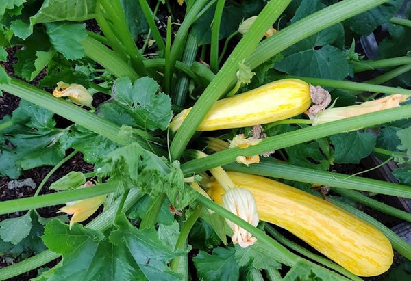 Organic Zucchini Yellow